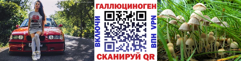 где продают наркотики Сертолово Псилоцибиновые грибы Psilocybe